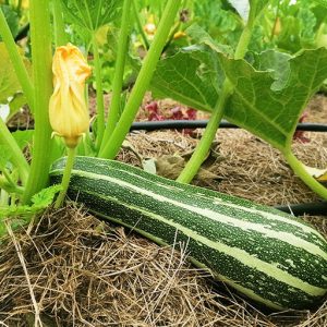 Courgette striée